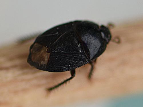 Réf. 229 998 : Geotomus punctulatus